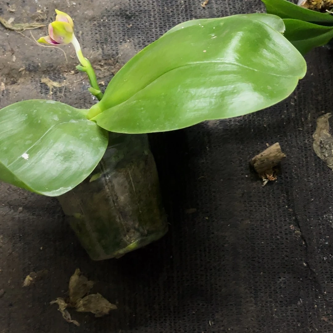当前无花栽培后可以开花苍*蝴蝶兰原生瑕疵