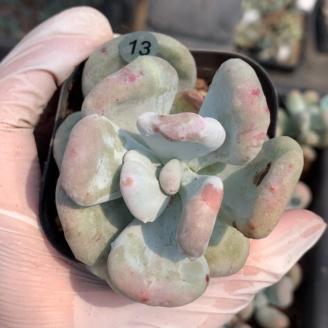 油煎砍头哈哈哈哈哈哈13