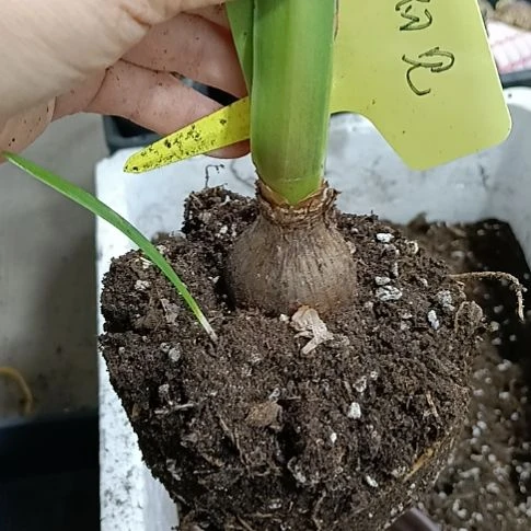 无花朵初见3.8发一个