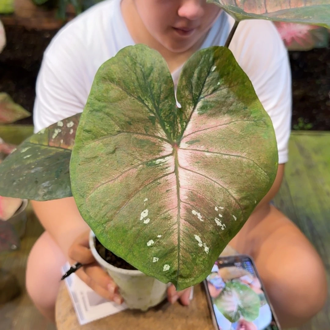 抹茶底白海王彩叶芋