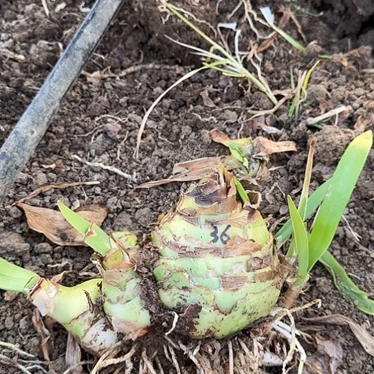 甜蜜妮芙36号带花剑多侧