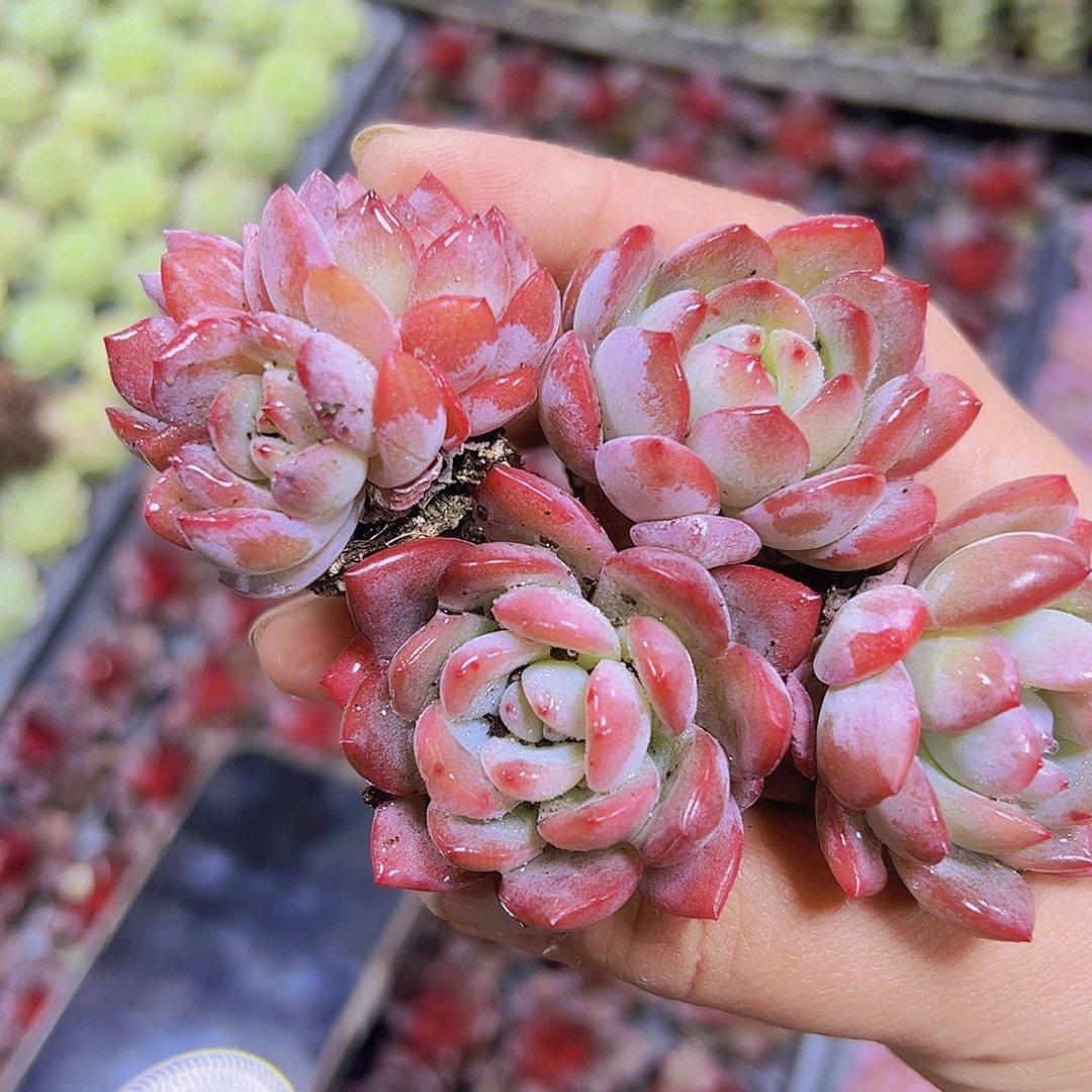 全明星苗5个19包邮多肉植物