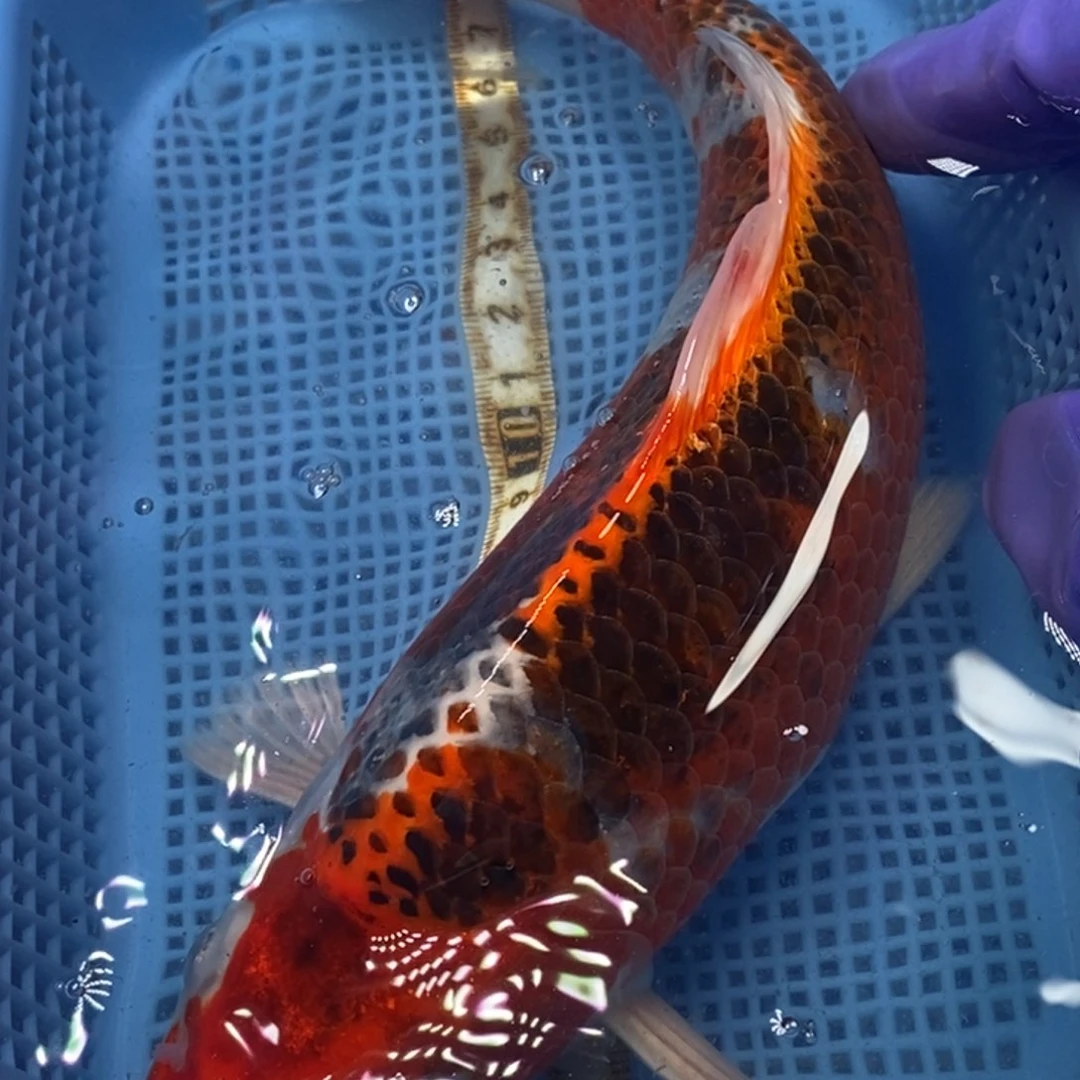 锦鲤冷水锦鲤包邮