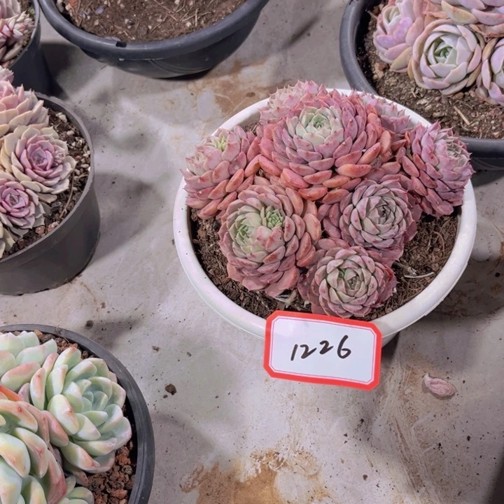 朱*1226朱砂痔多肉