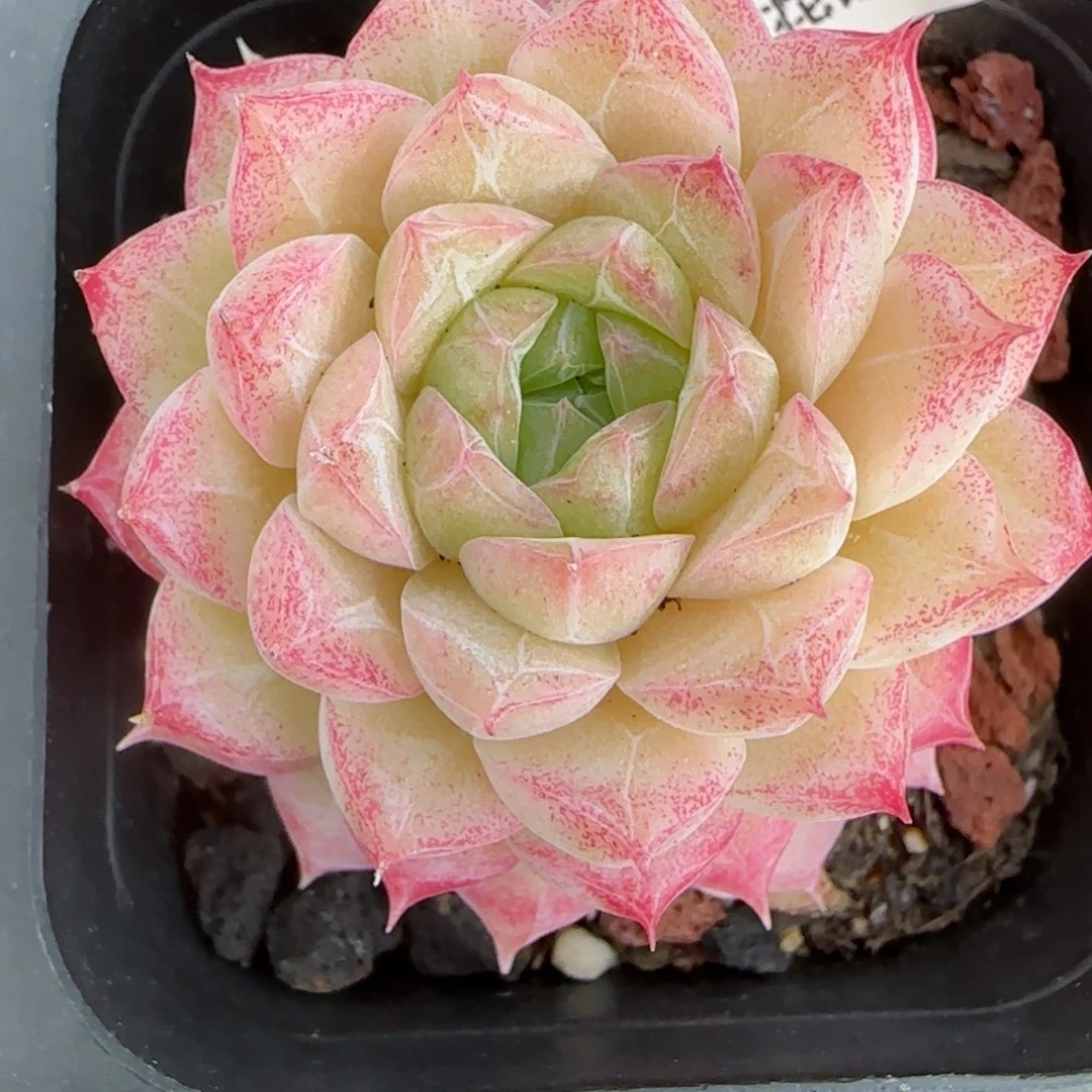 花语逸镜0206-224