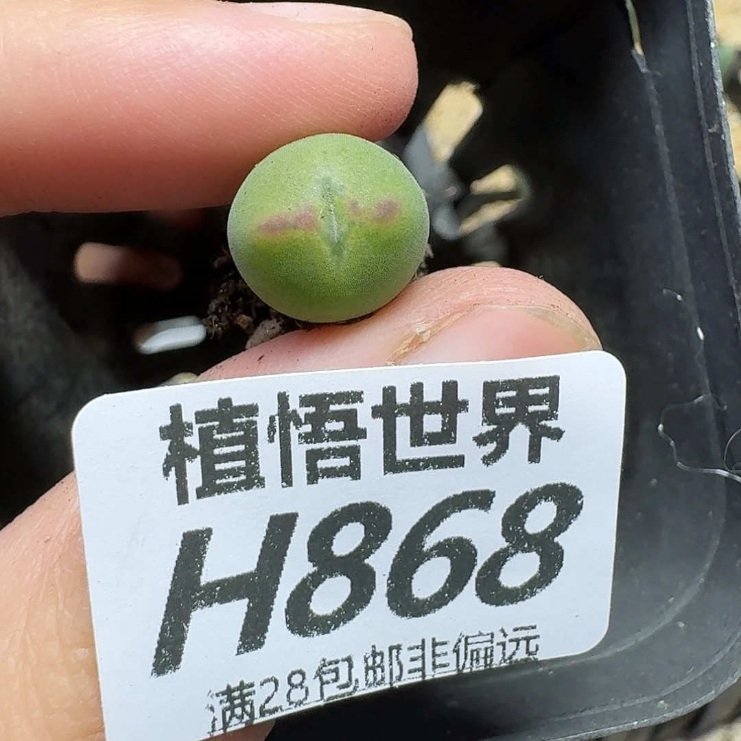 多肉植物的润泽ghnn