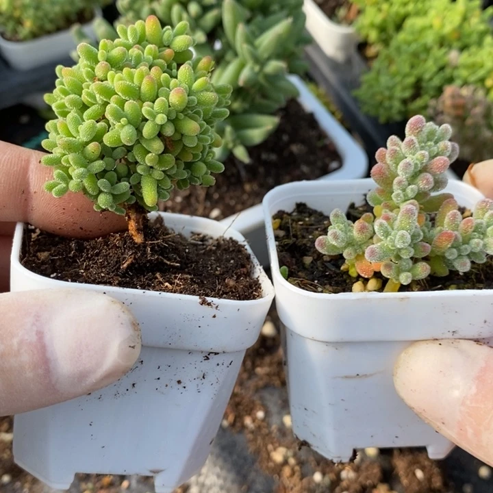 75蜜橘➕冰晶。