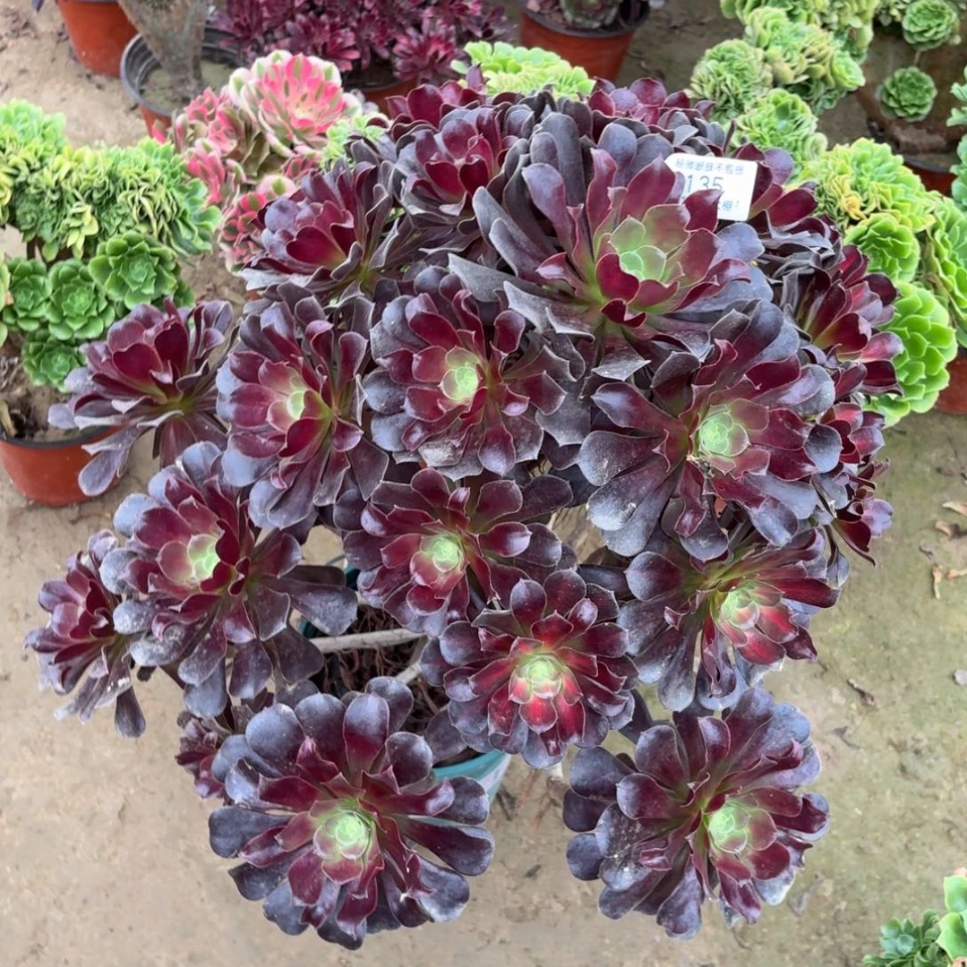 135花纳多肉植物法师