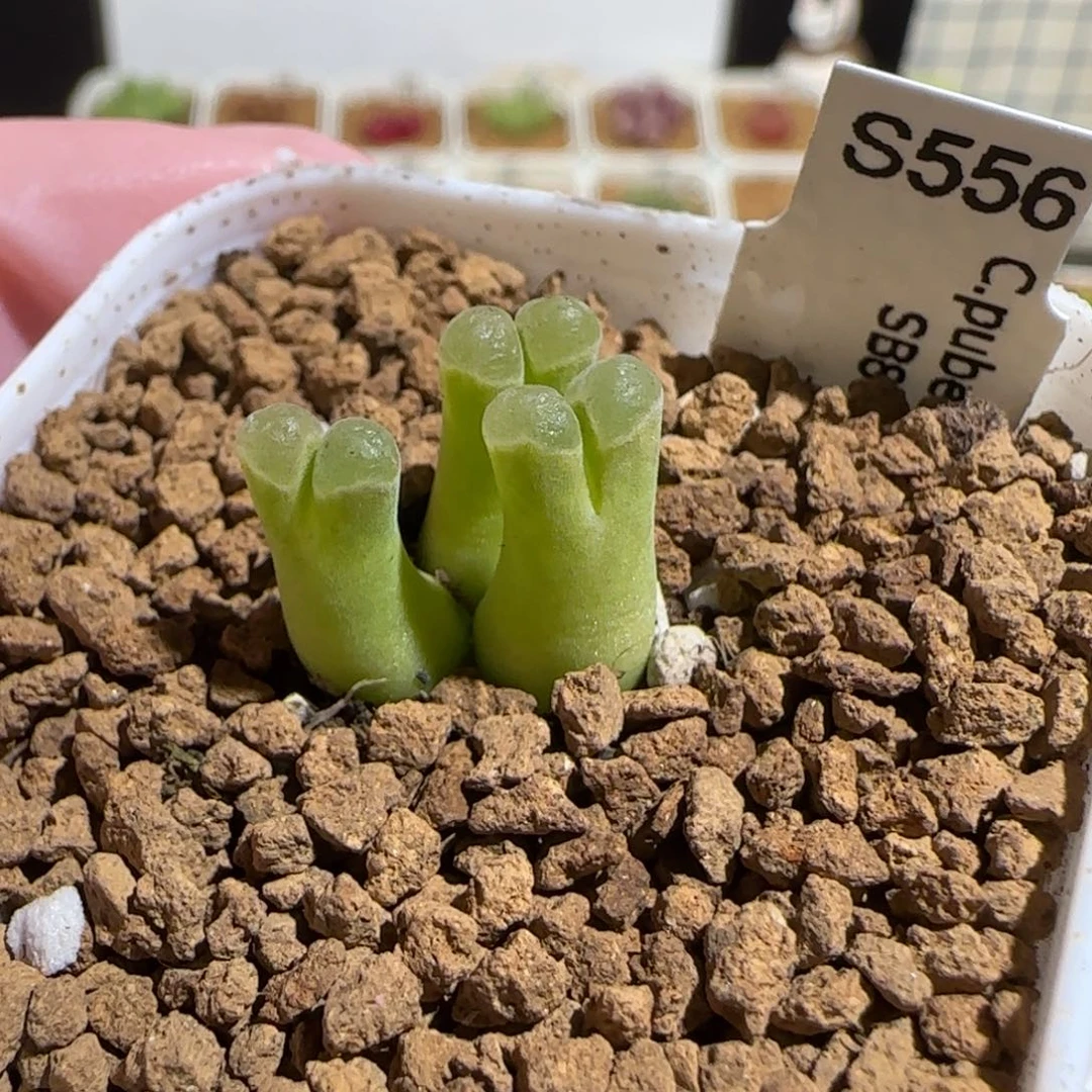 肉锥多肉植物组合-极窗549