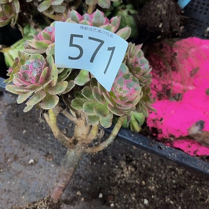 多肉植物福利571个