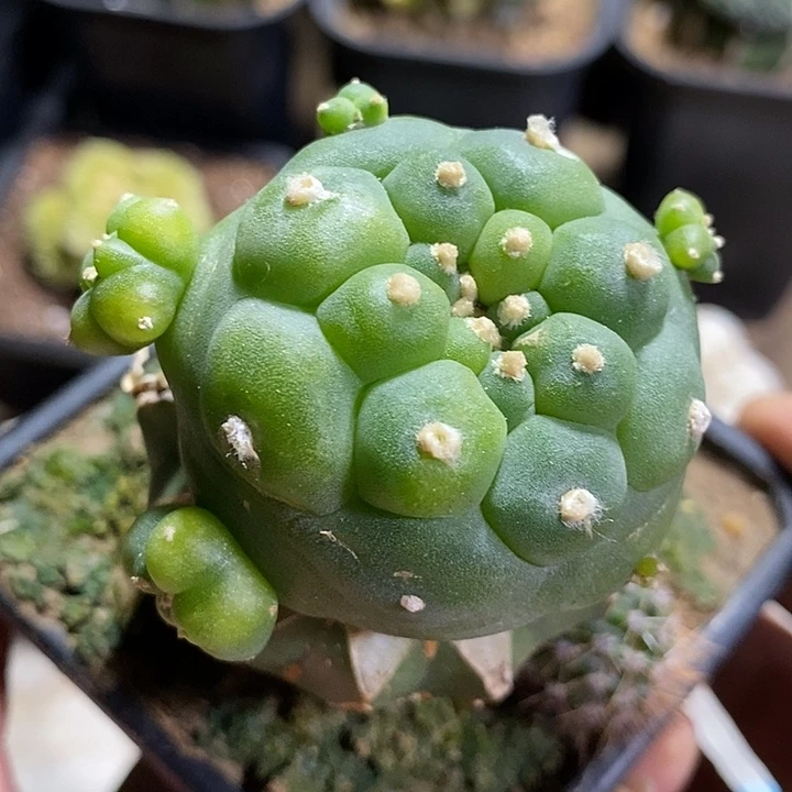 苗接海鲜锦。368号