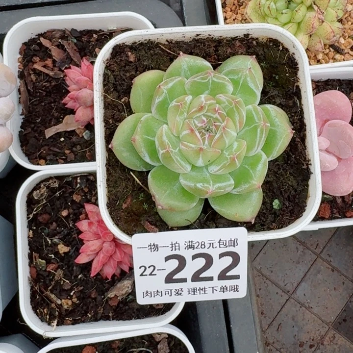 雪花珍妮无盆土发货无盆
