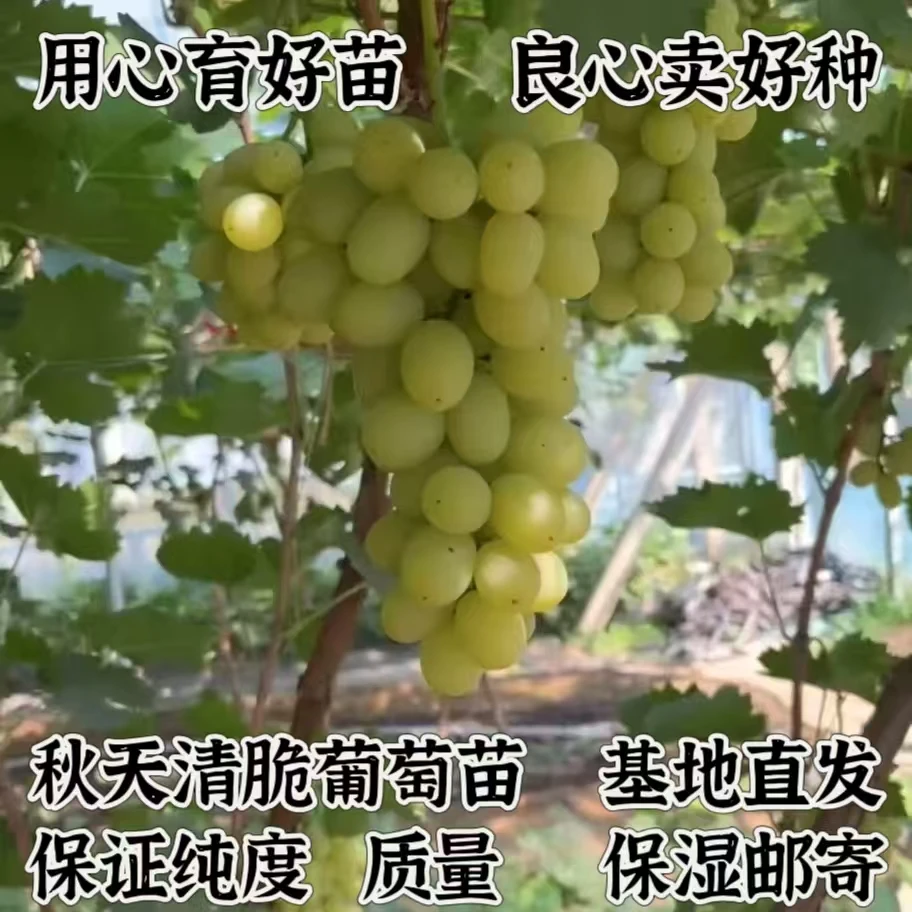 秋天清脆嫁接葡萄苗    夏黑砧木