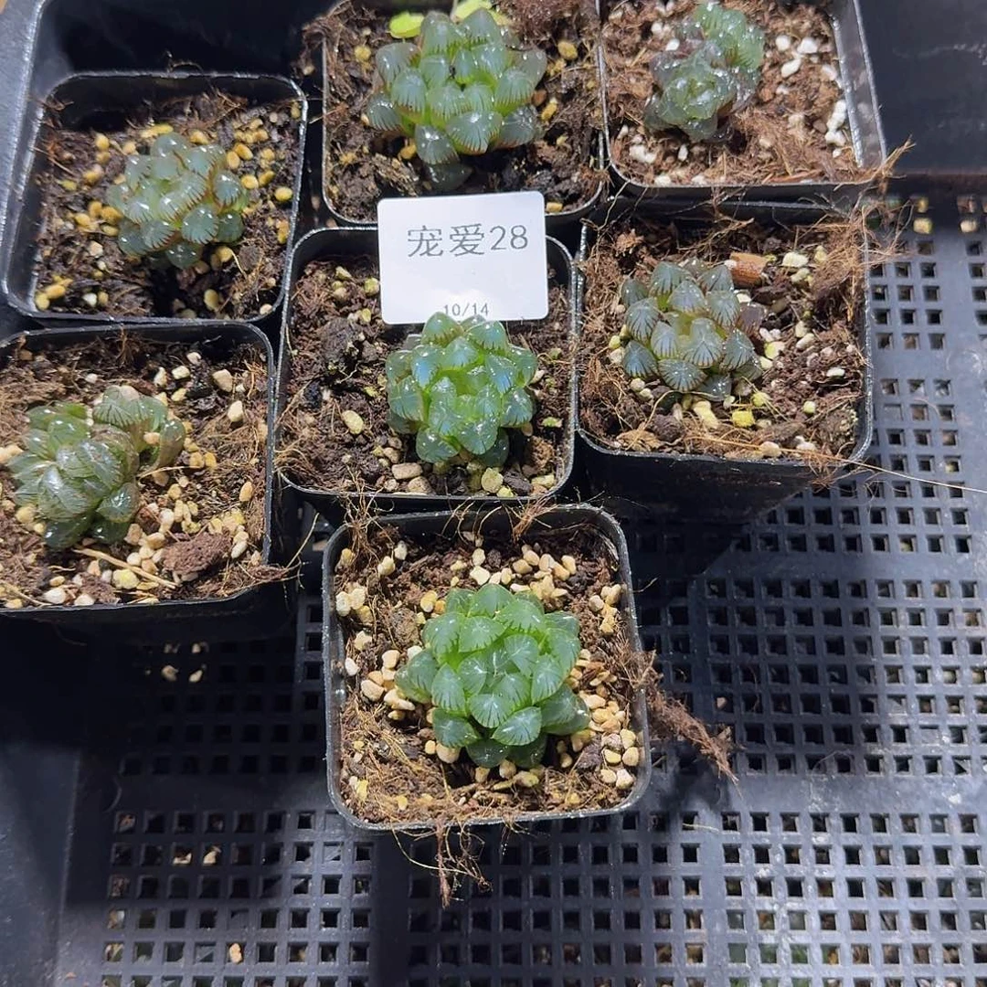 直播福利一物一拍28