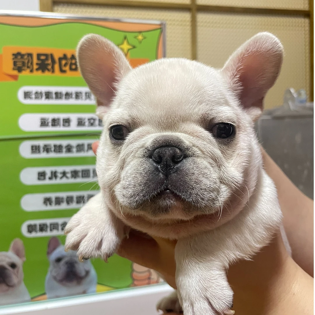 法斗王国狗狗活体