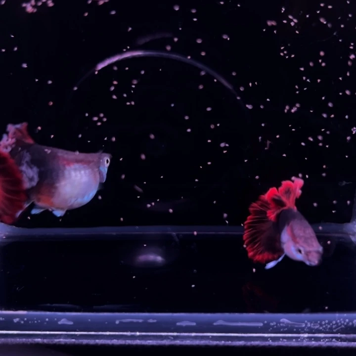 孔雀鱼大爆绒折扇种鱼1对