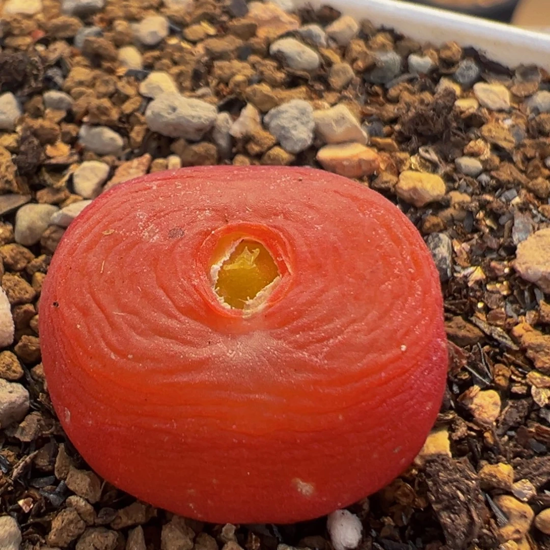 51多肉植物百科植物