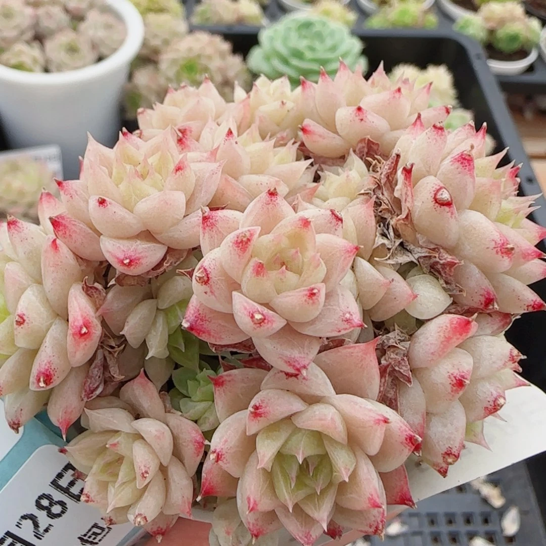 花语逸镜0528-78散