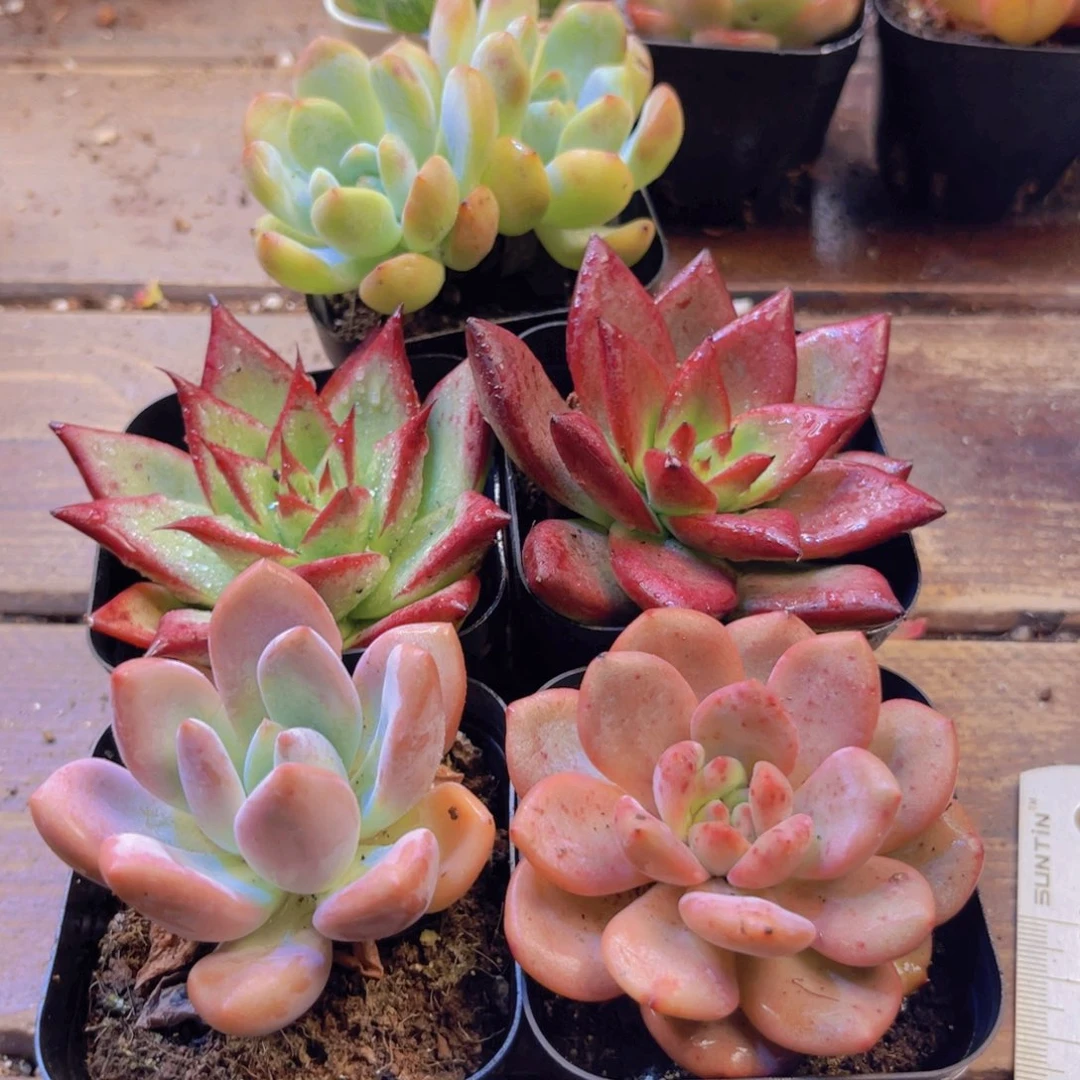 5盆橙梦露套餐 带盆