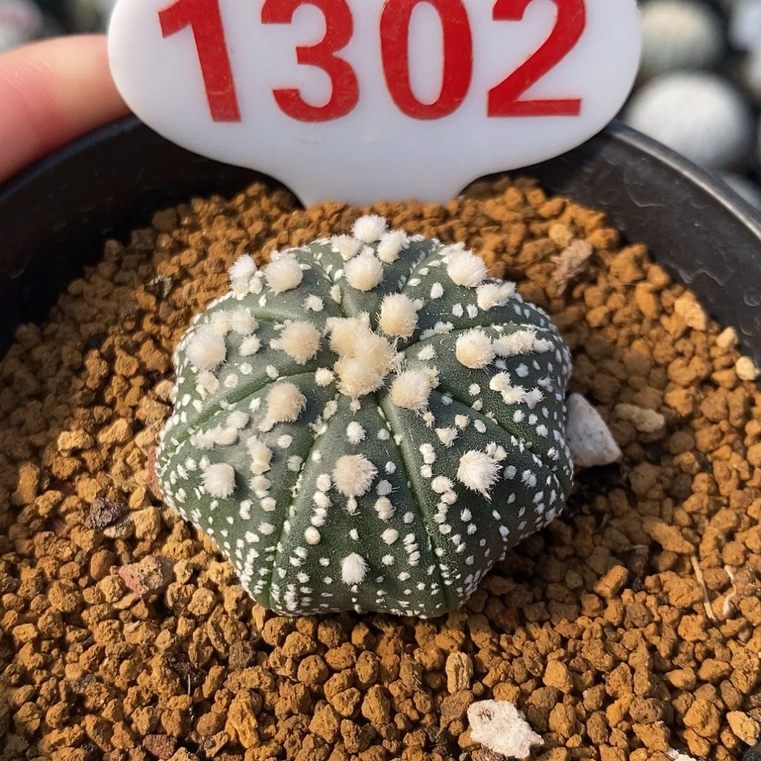 1302海星花园兜系列产品