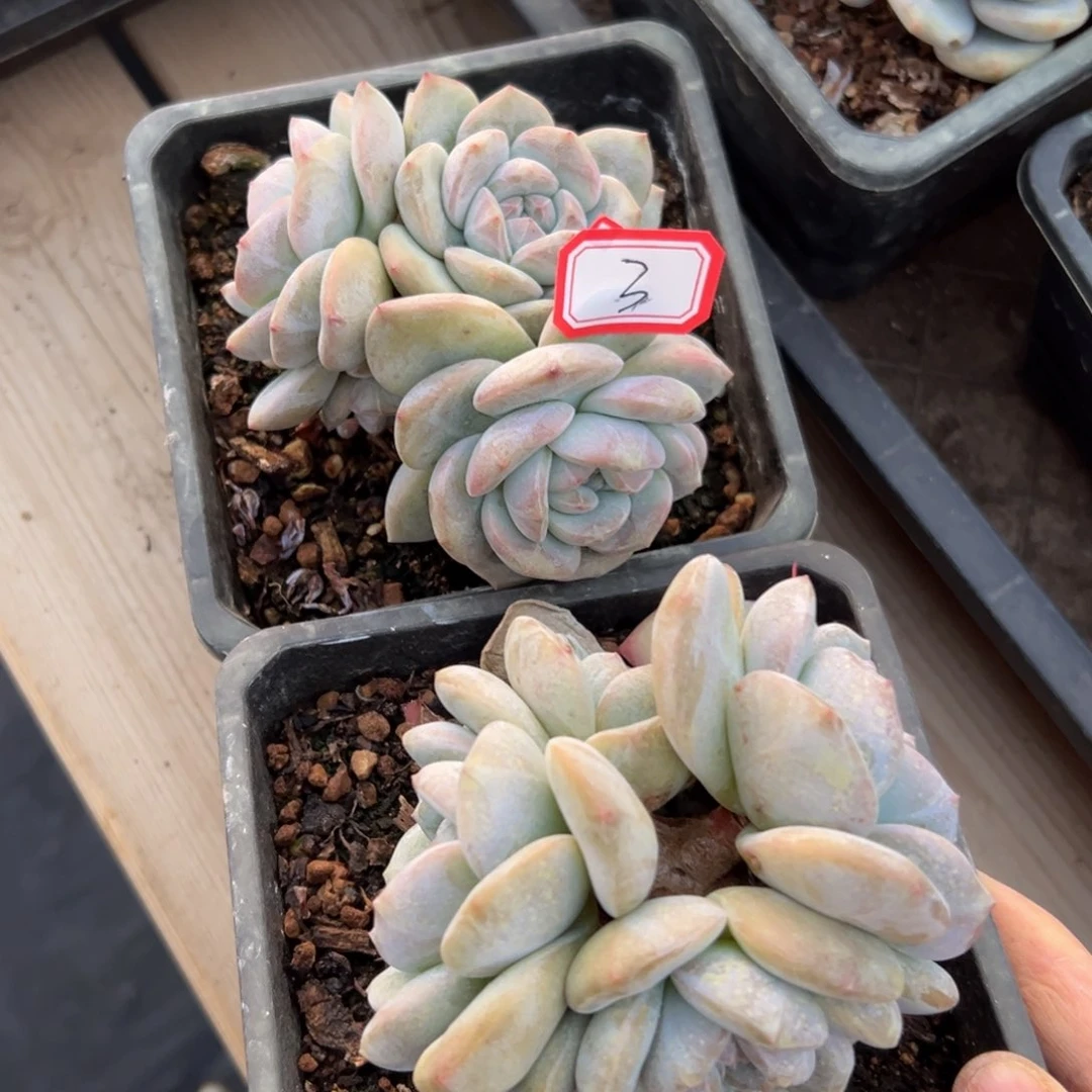 新年快乐 新年快乐