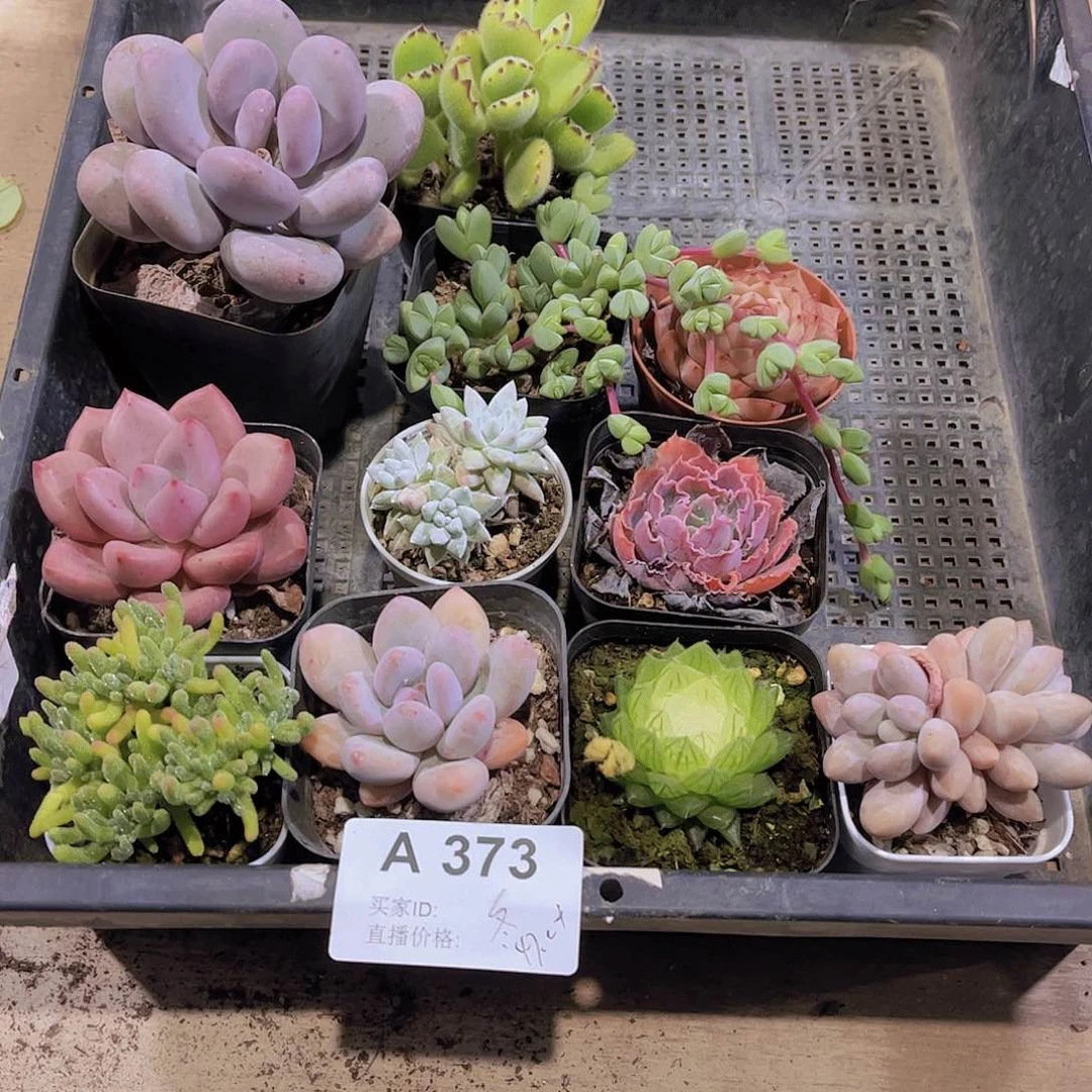 多肉373多肉植物