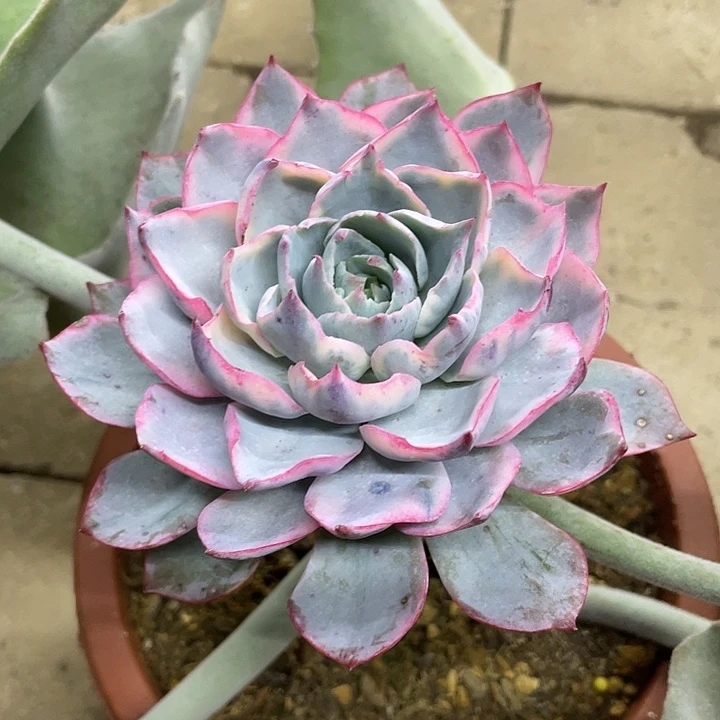 阿美星锦一物一拍