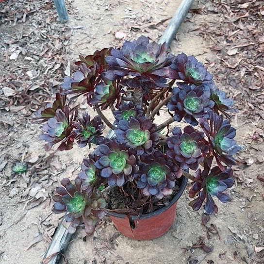 黑铜法师多肉植物21