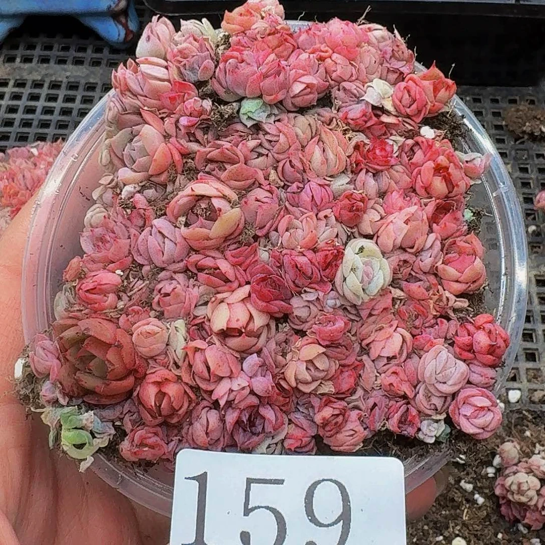 多肉植物多肉植物159