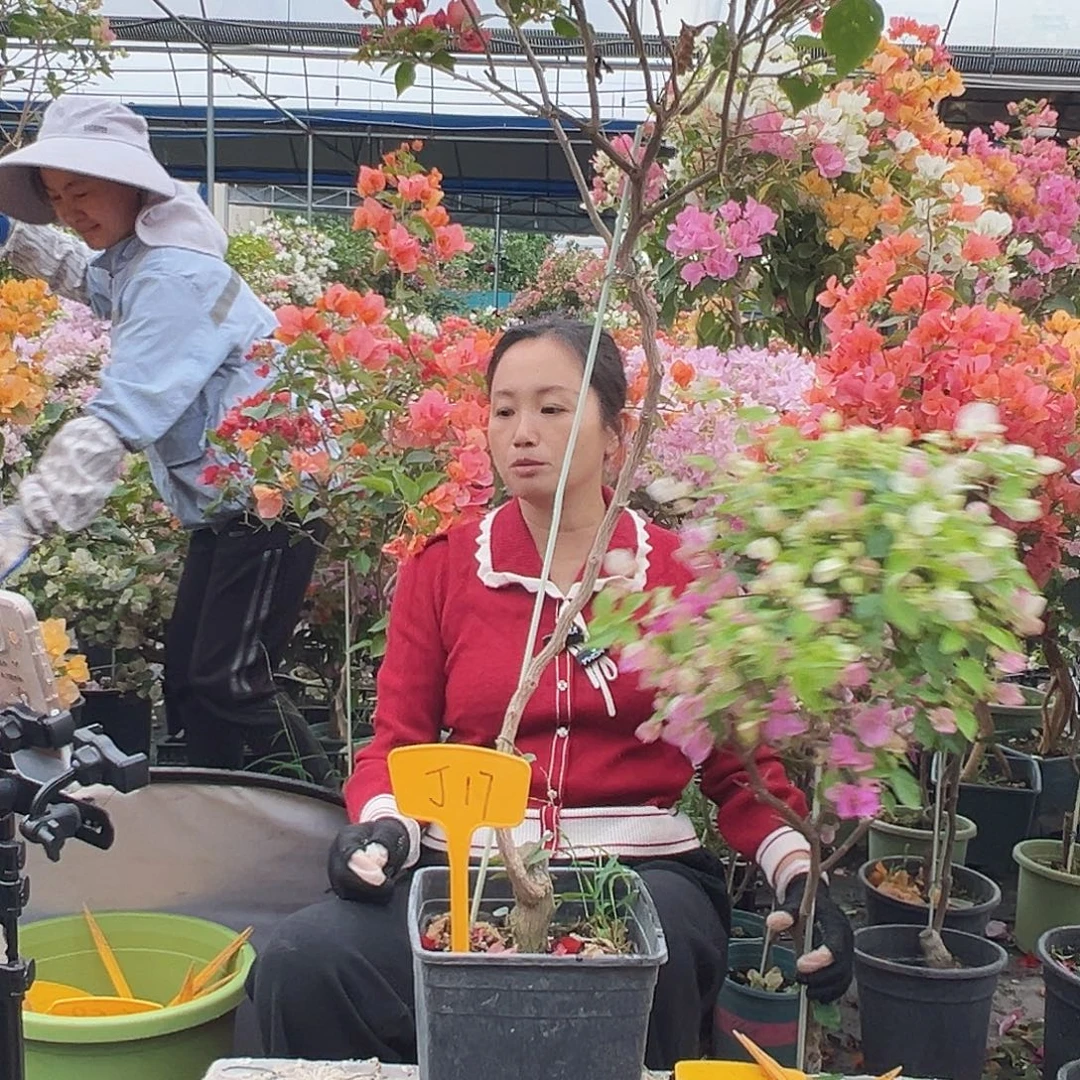 小***俏大部分花苞少量开放J17不甜
