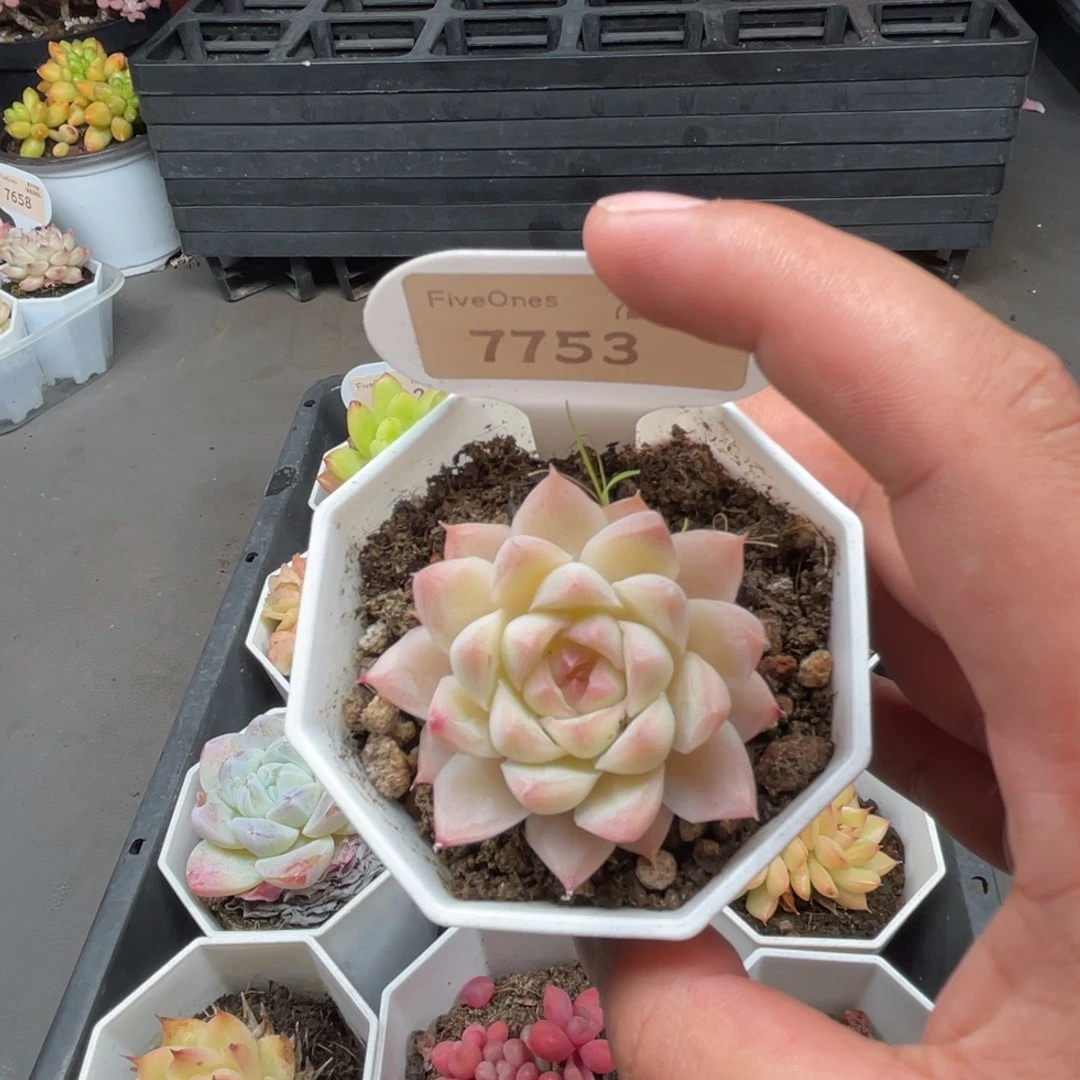 7753桃熏女王 4.0厘米