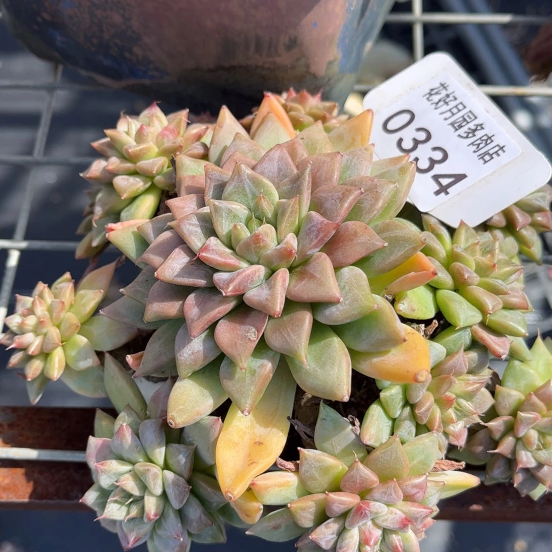 幸***语多肉植物0334…………..