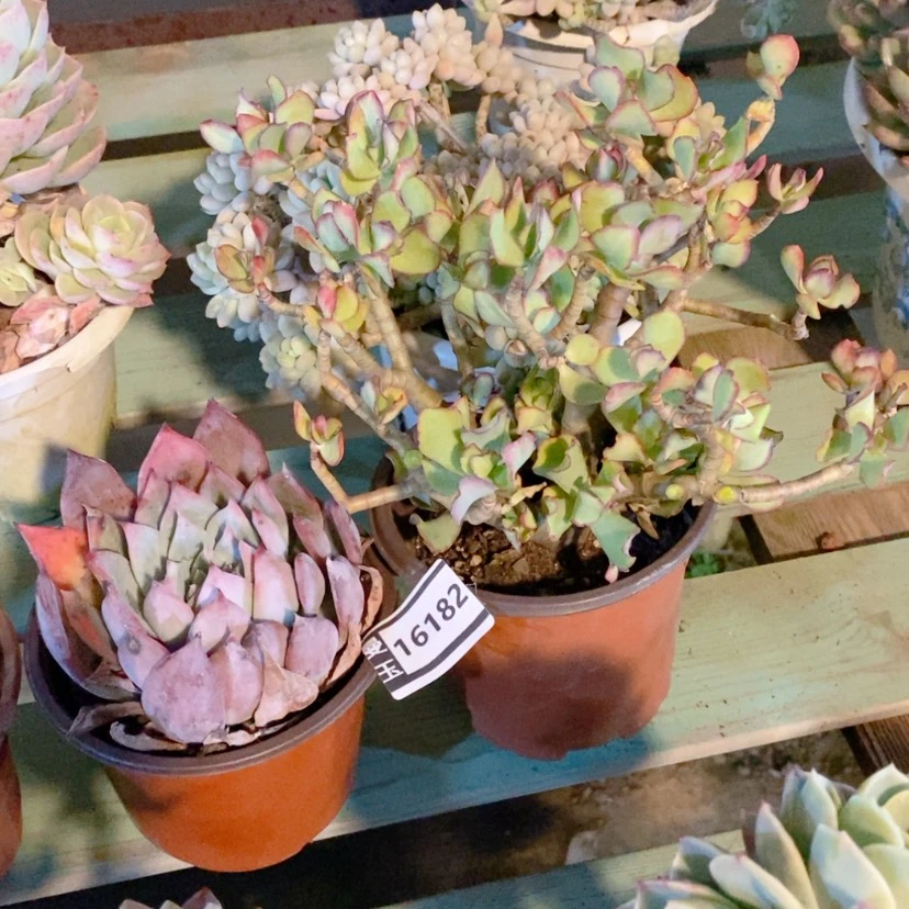 【闪购商品】八*两颗16182