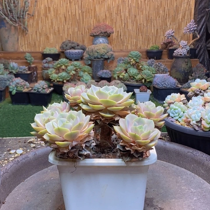 8***3367 肉咖多肉植物一物一拍