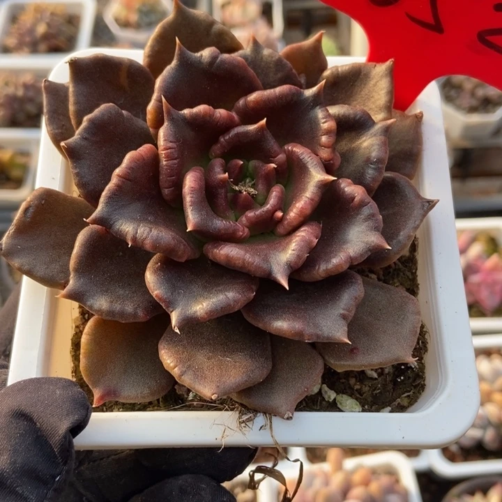 652饺子皮多肉植物保护