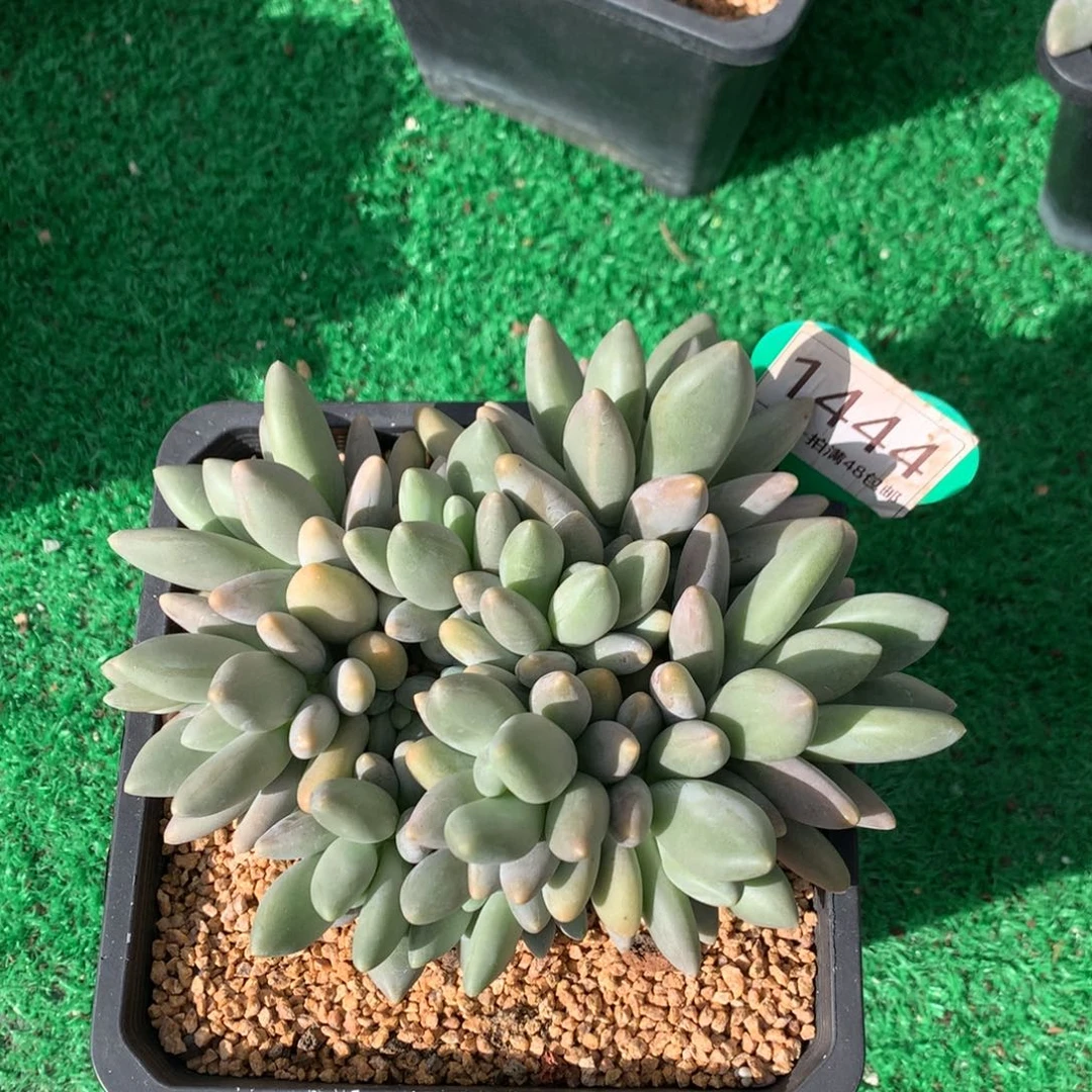 白兰地无砍平头10头1444
