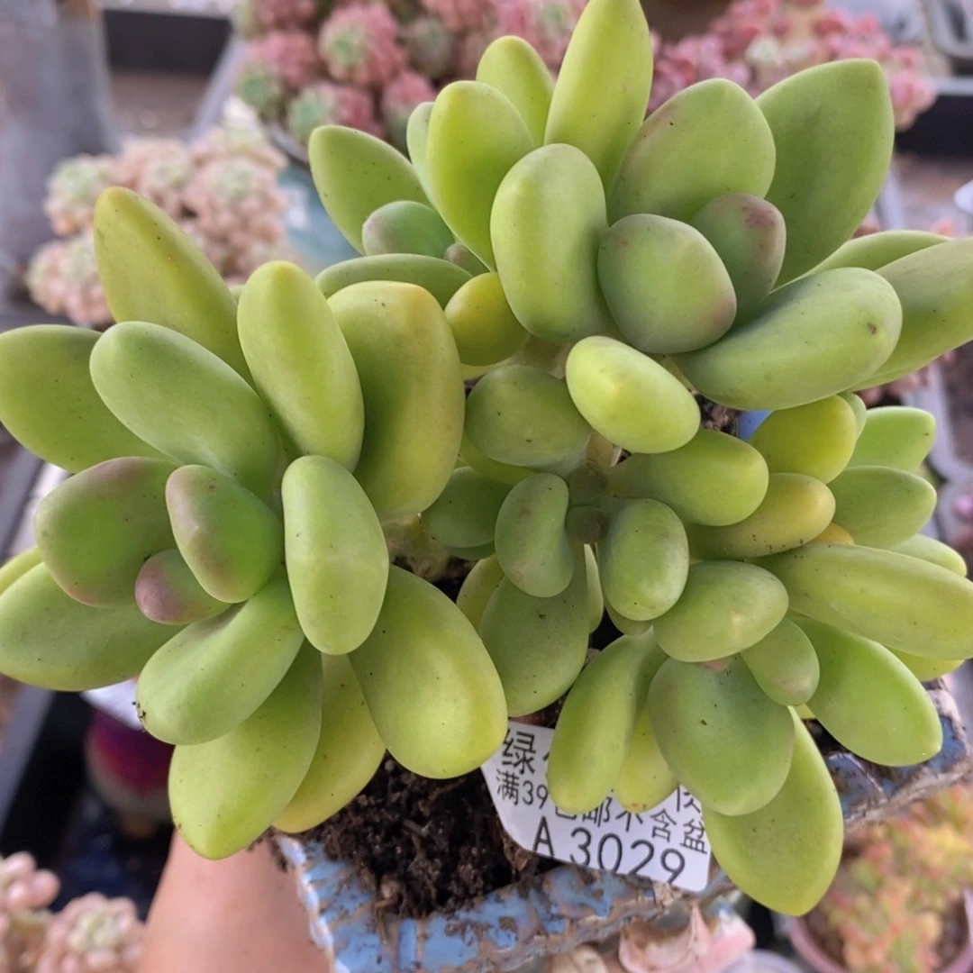 芒果奶12cm3029多肉植物