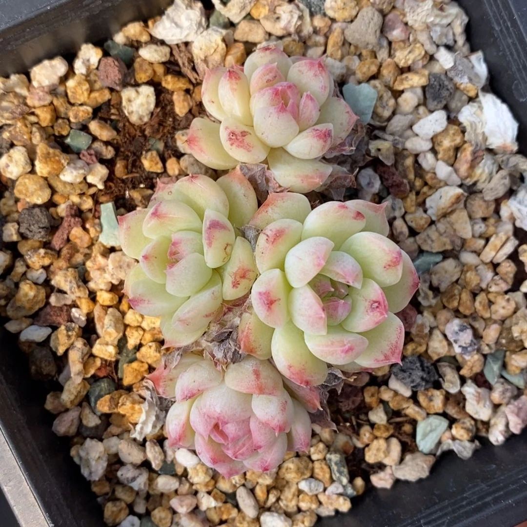 精品多肉一物一拍不包整10