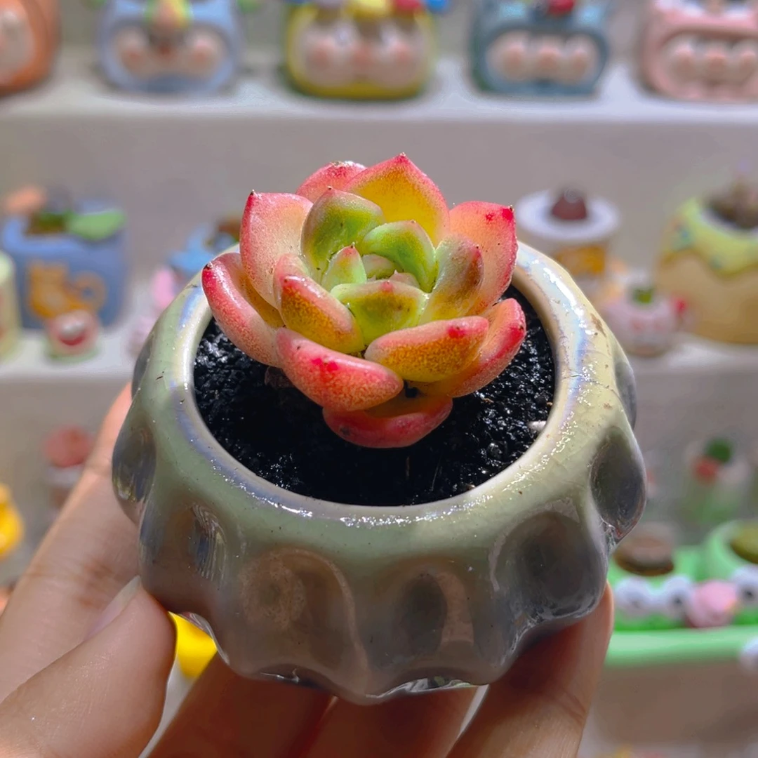 036高端多肉带盆土一套8