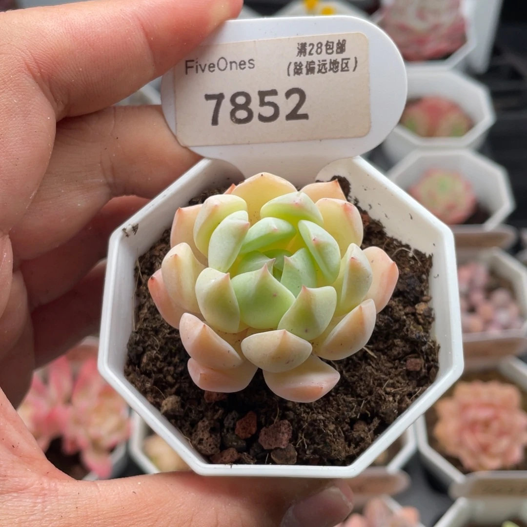 海盐薄荷7852-4.5厘米