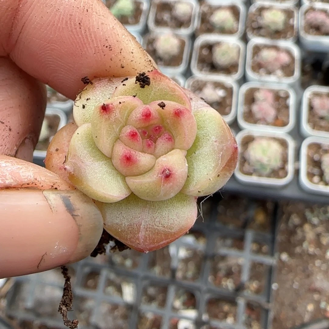 多肉小卡拉米糖心一物一拍