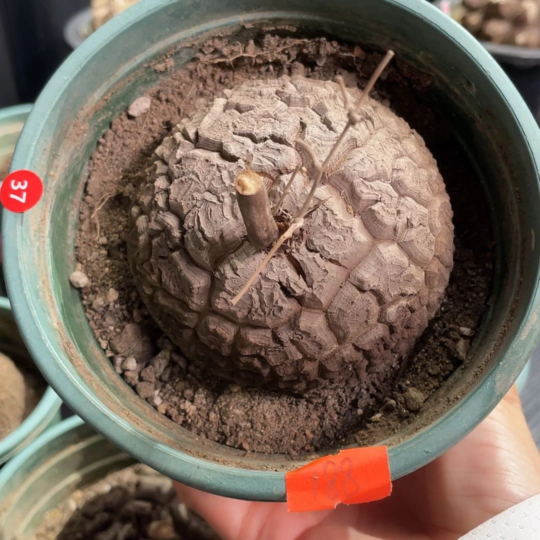 37号龟甲龙7.9公分