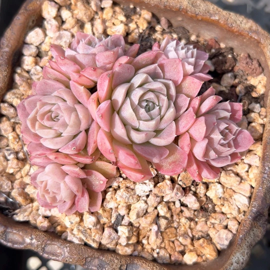 沁心（满38包邮）多肉