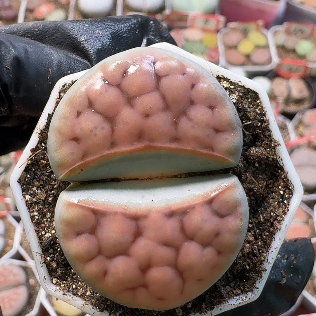 生石花2/：：：。  259号4.0左右