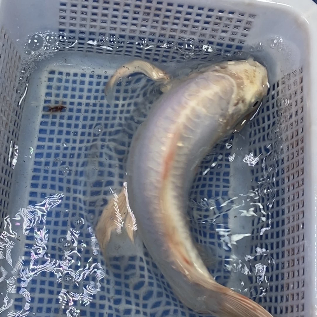 锦鲤冷水锦鲤包邮