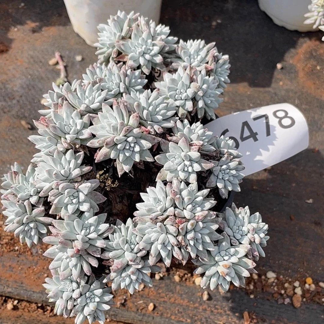 【闪购商品】白菊白菊