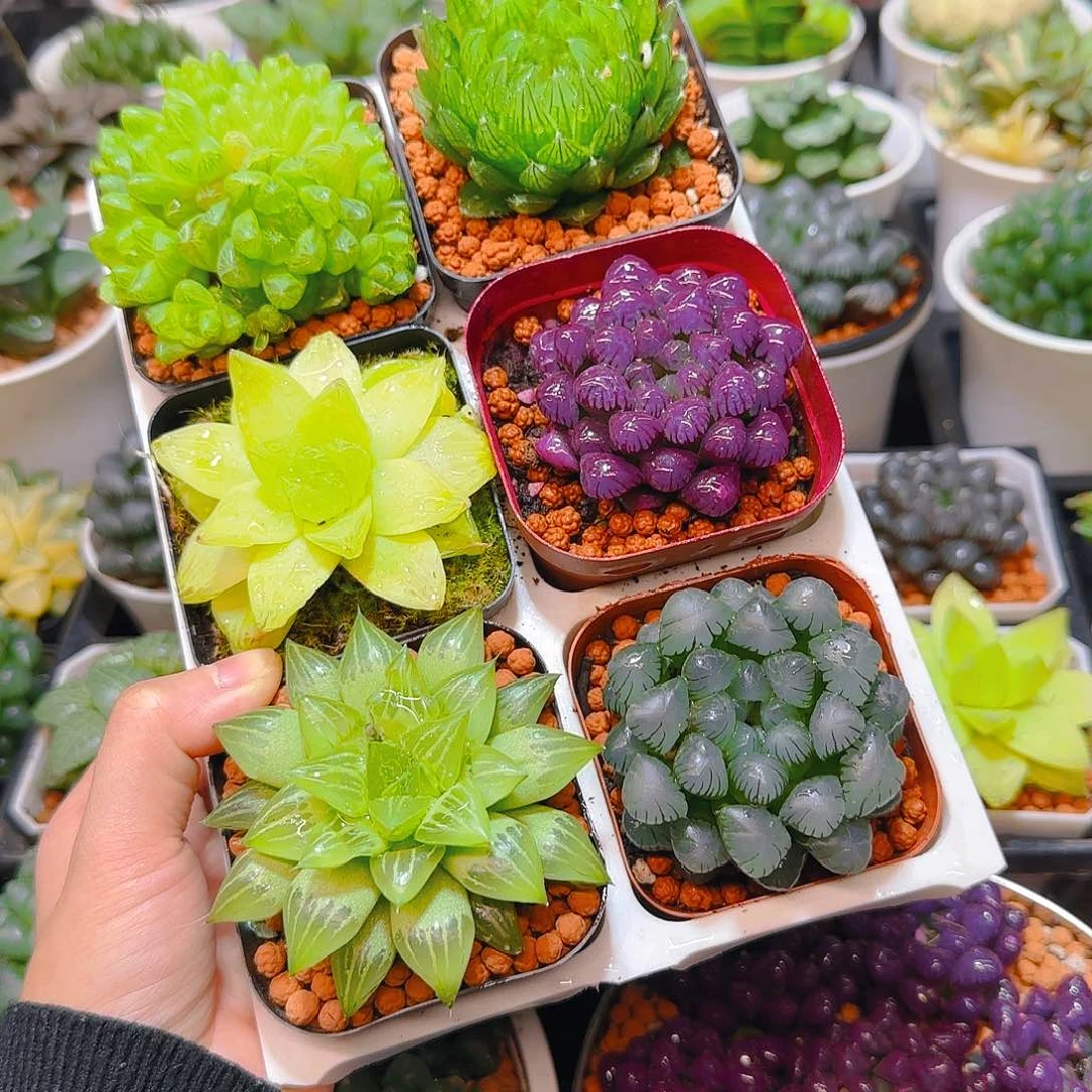 玉露群，蝉翼，黄金，紫宝石，玉露寿，冰灯，原盆