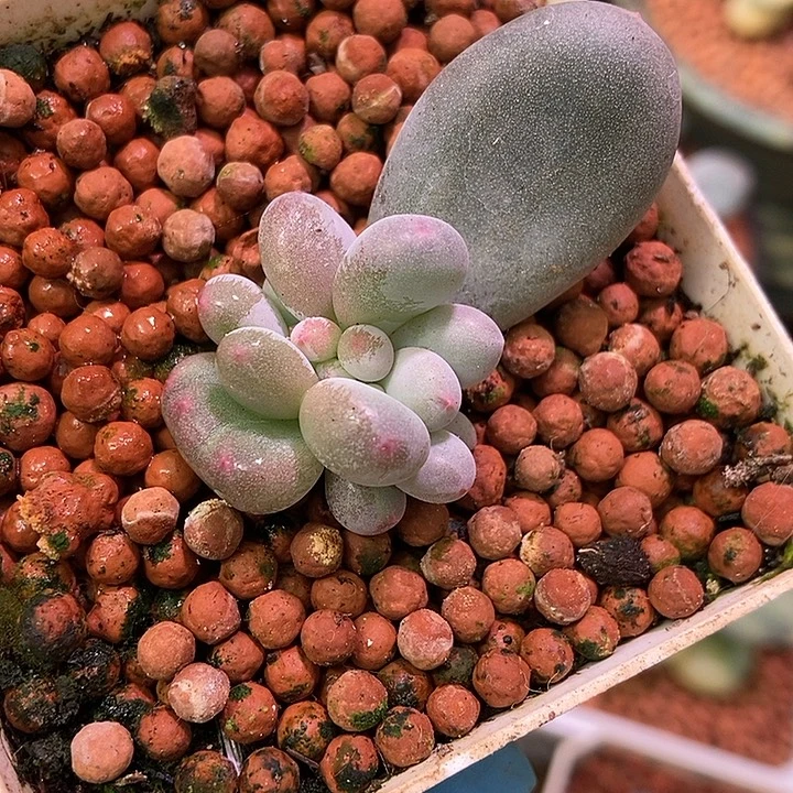 彩虹奶酪锦基因朵朵缀