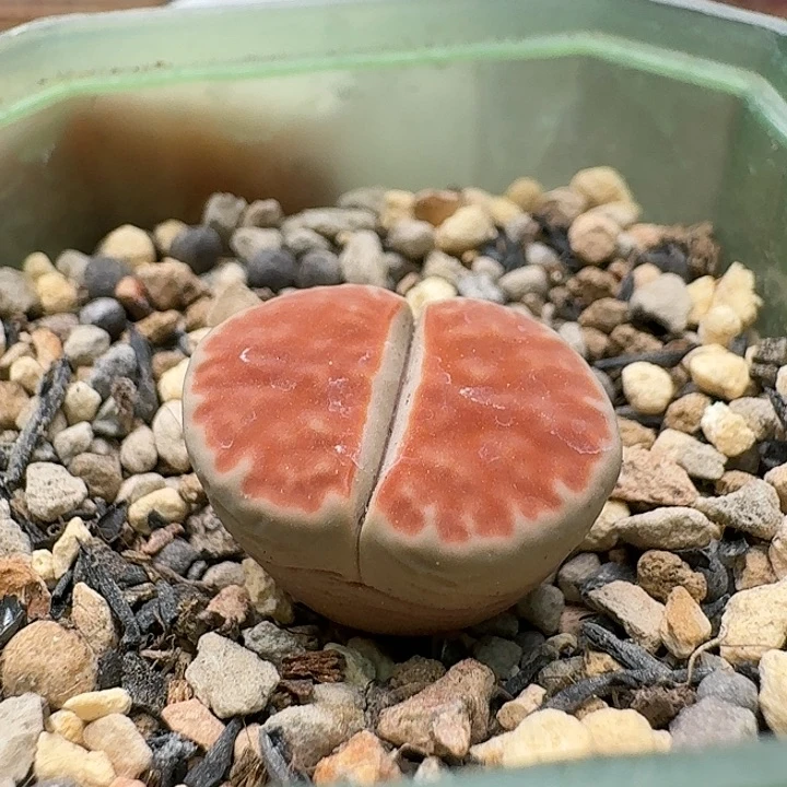 23607清框特价冰橙