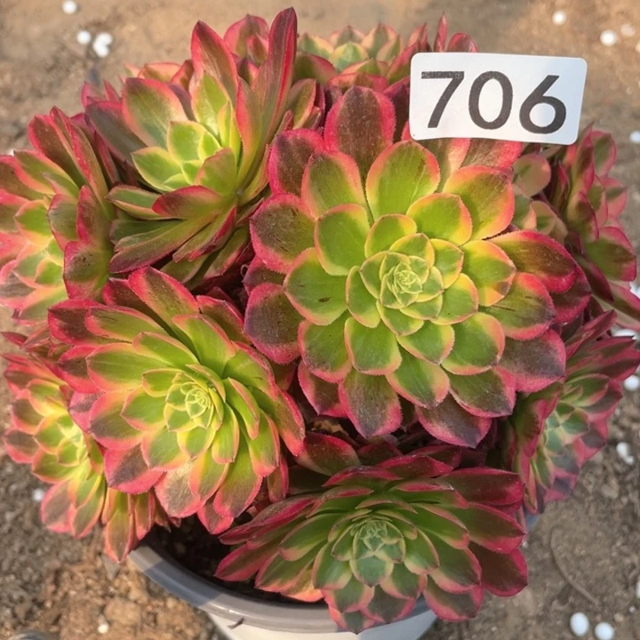 706多肉植物朝霞